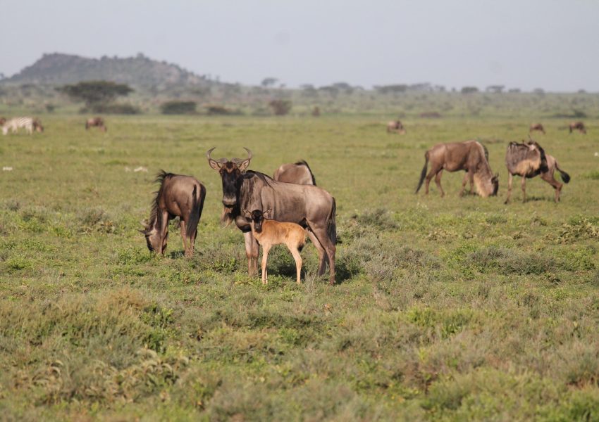 A wildebeest mother with her newborn calf in the Ndutu plains, Tanzania, during the calving season of the Great Wildebeest Migration.