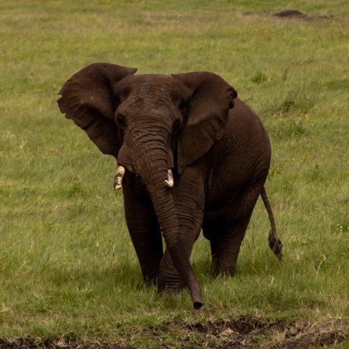Elephant roaming in Tarangire during 5-Day Tarangire Serengeti and Ngorongoro Crater Safari