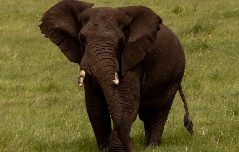 5-Day Tarangire Serengeti and Ngorongoro Crater Safari