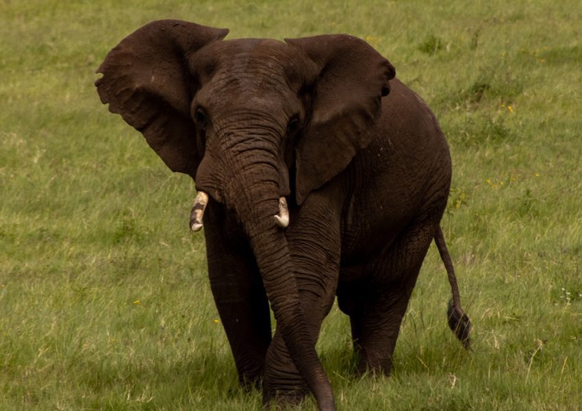 Elephant roaming in Tarangire during 5-Day Tarangire Serengeti and Ngorongoro Crater Safari
