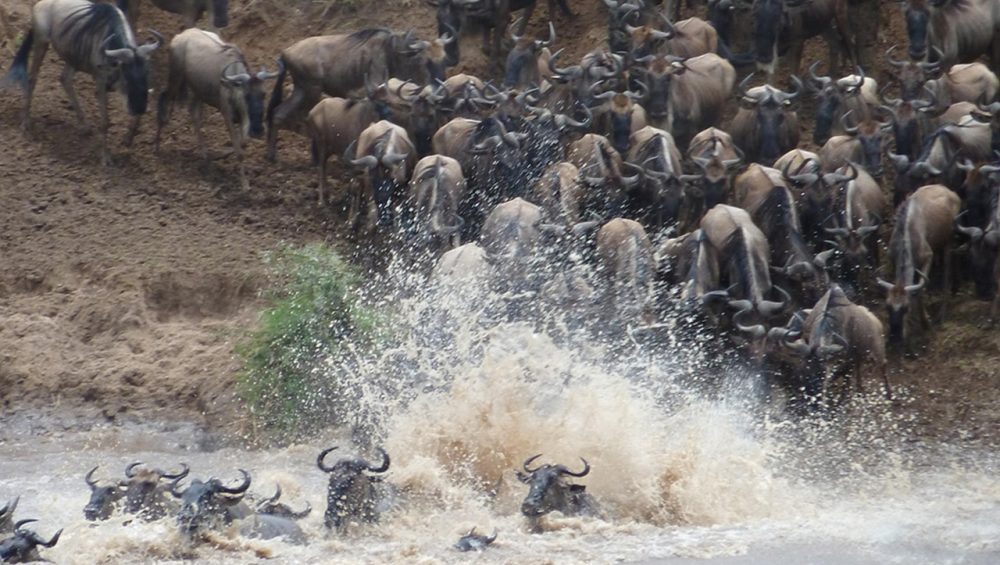 Wildebeests crossing river during Tanzania Tours