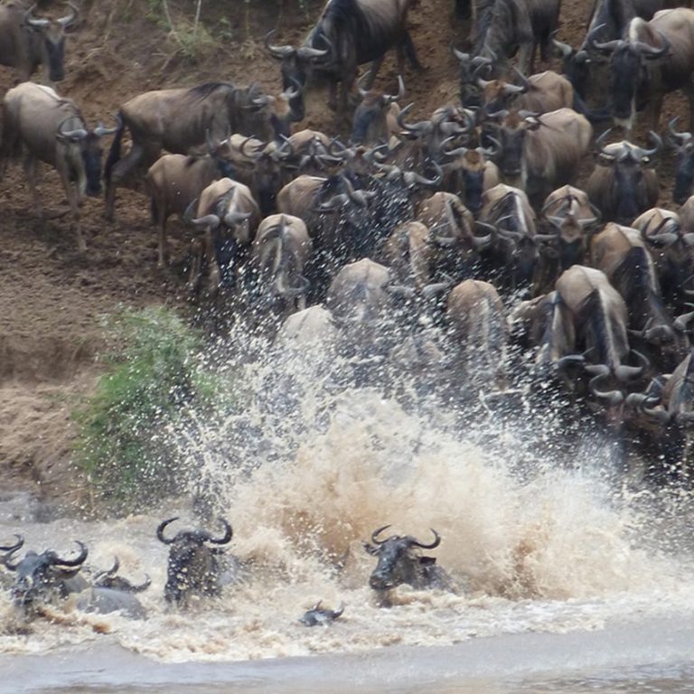 Wildebeests crossing river during Tanzania Tours