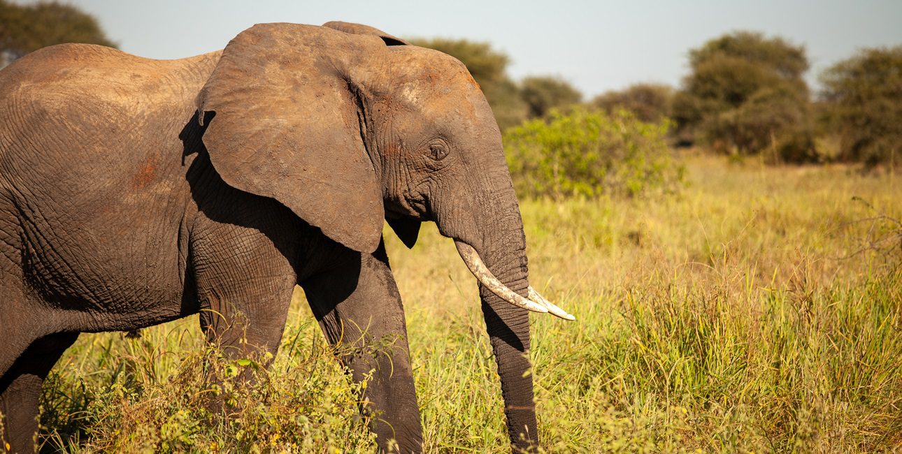 Tarangire Game Drive