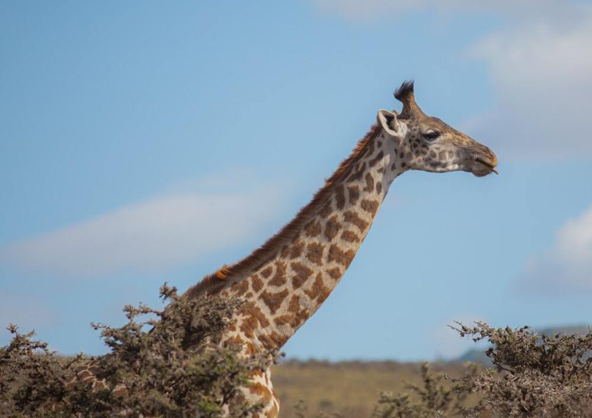 A giraffe grazing in the savannah during a 5 Days Tanzania Safaris adventure with Nihapa Tours in Serengeti National Park.