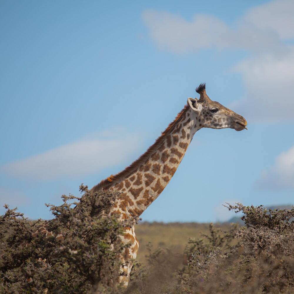 A giraffe grazing in the savannah during a 5 Days Tanzania Safaris adventure with Nihapa Tours in Serengeti National Park.