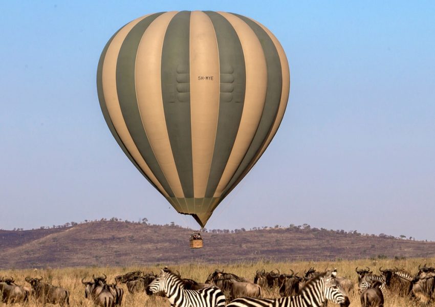 A herd of zebras grazing in the Serengeti National Park beneath a hot air balloon during a 5-Day Serengeti Tour with Nihapa Tours