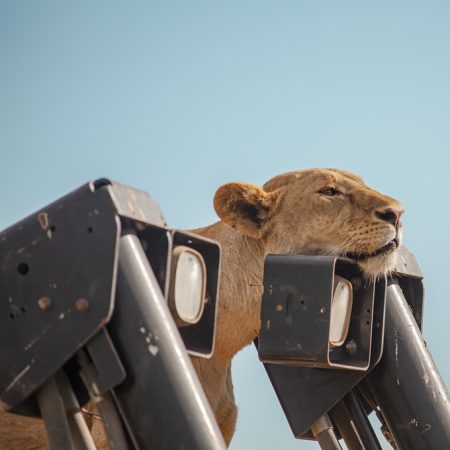 "A lion resting near a safari vehicle during a Ngorongoro Crater Day Tour with Nihapa Tours