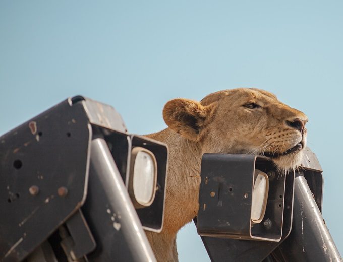 Ngorongoro Crater Day Tour
