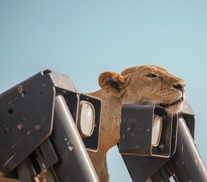 "A lion resting near a safari vehicle during a Ngorongoro Crater Day Tour with Nihapa Tours