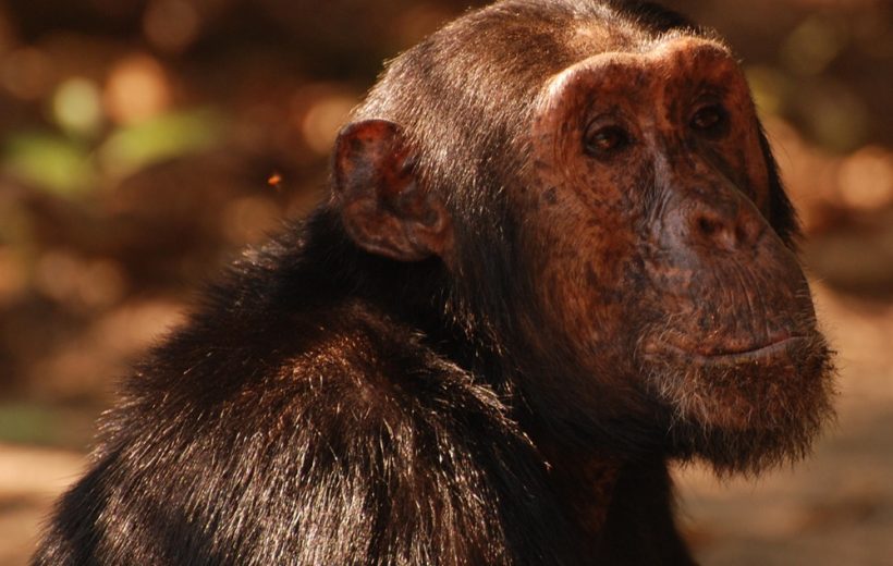 4 Day Gombe National Park Safari & Chimpanzee Tracking