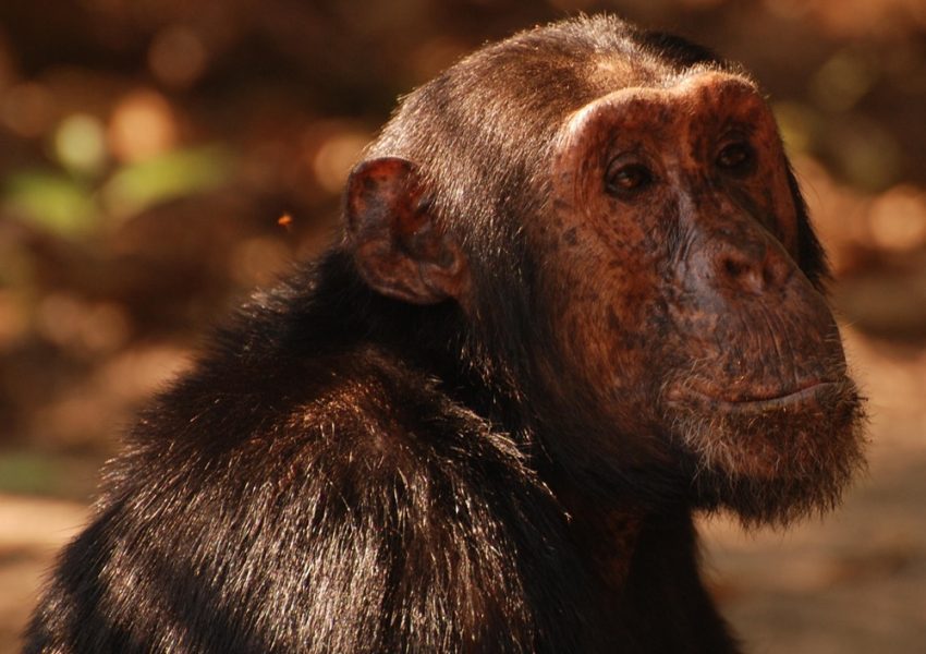 Chimpanzee in Gombe National Park during a 4-day safari with Nihapa Tours