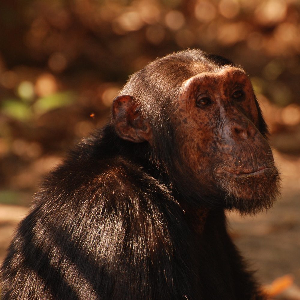 Chimpanzee in Gombe National Park during a 4-day safari with Nihapa Tours