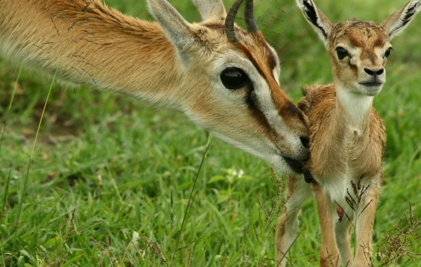 5-Day Ndutu Safari Calving Season in Southern Serengeti