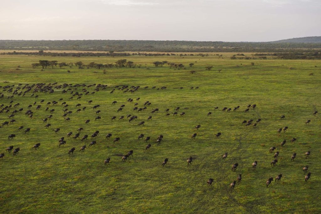 Wildebeest herds in Ndutu during calving season, a breathtaking Tanzania safari scene in the Southern Serengeti ecosystem.