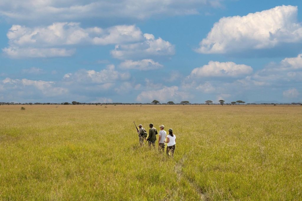 Guided walking safari in Tanzania with expert ranger, a close-to-nature experience beyond traditional game drives.