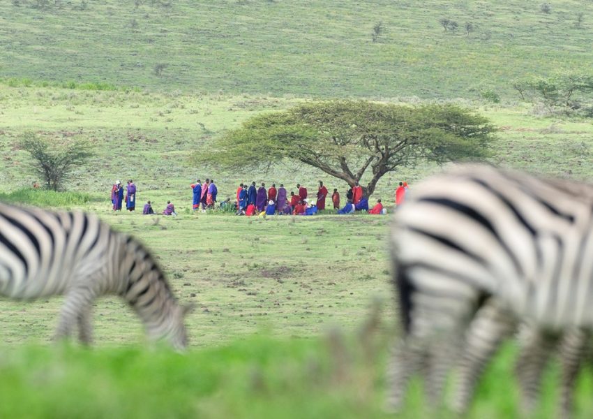 Zebras grazing with Maasai people in Ndutu during the 6-Day Migration Calving Safari.