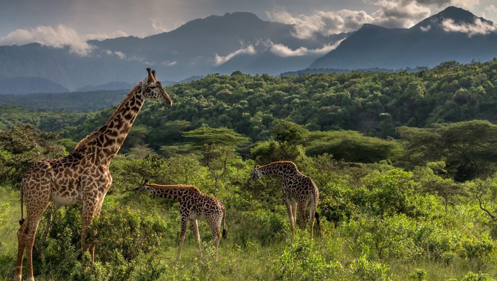Giraffe grazing in the open woodlands of Arusha National Park, showcasing the park’s rich wildlife and stunning scenery. A perfect visual highlight for travelers searching for the Best Things to Do in Arusha National Park.