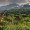 Giraffe grazing in the open woodlands of Arusha National Park, showcasing the park’s rich wildlife and stunning scenery. A perfect visual highlight for travelers searching for the Best Things to Do in Arusha National Park.