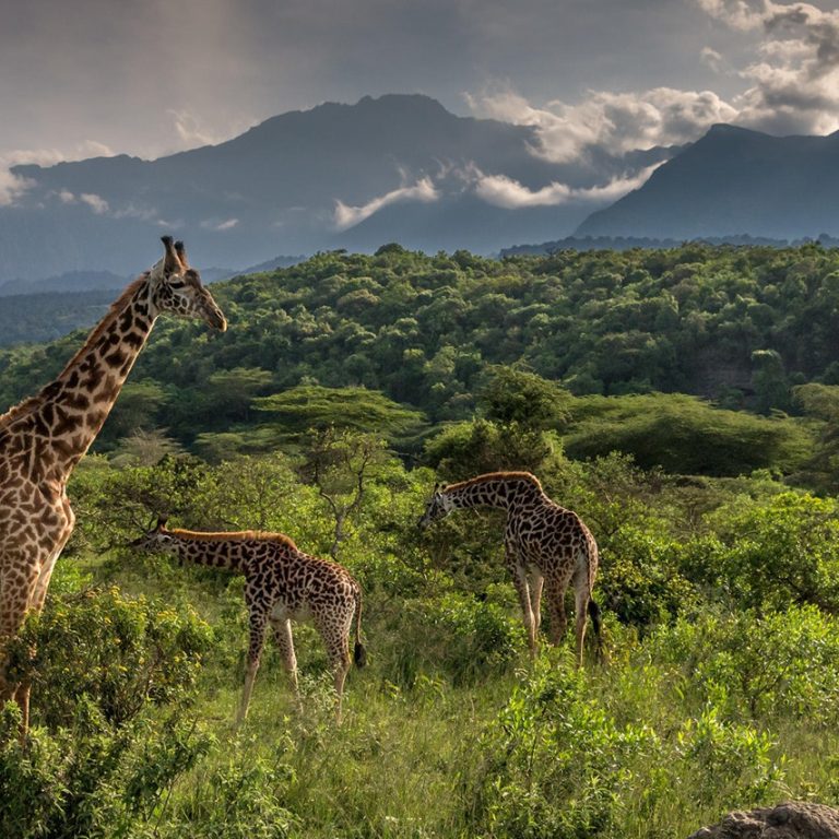 Giraffe grazing in the open woodlands of Arusha National Park, showcasing the park’s rich wildlife and stunning scenery. A perfect visual highlight for travelers searching for the Best Things to Do in Arusha National Park.