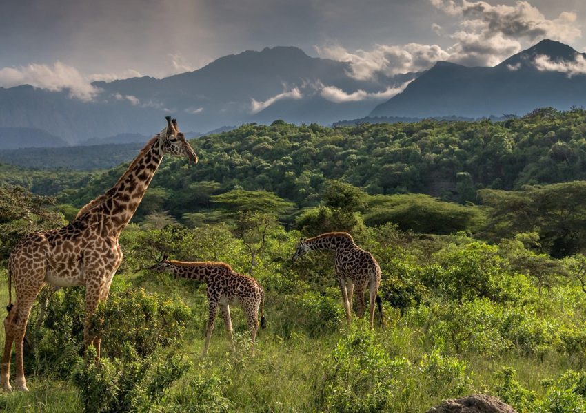 Giraffe grazing in the open woodlands of Arusha National Park, showcasing the park’s rich wildlife and stunning scenery. A perfect visual highlight for travelers searching for the Best Things to Do in Arusha National Park.