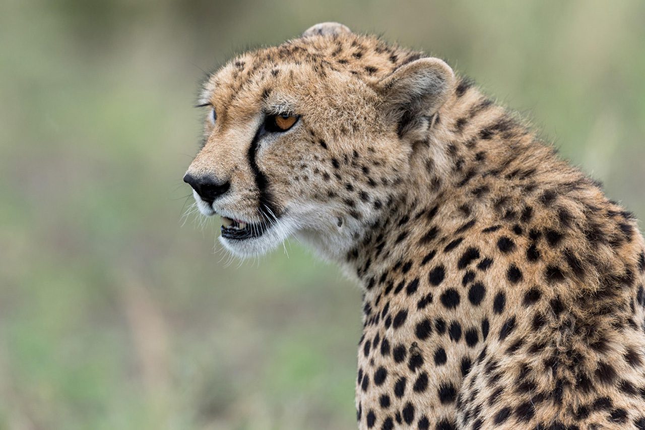 10 day luxury tanzania safari