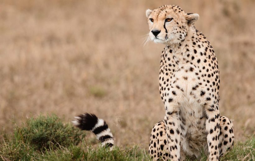 3 Days Masai Mara Safari Itinerary