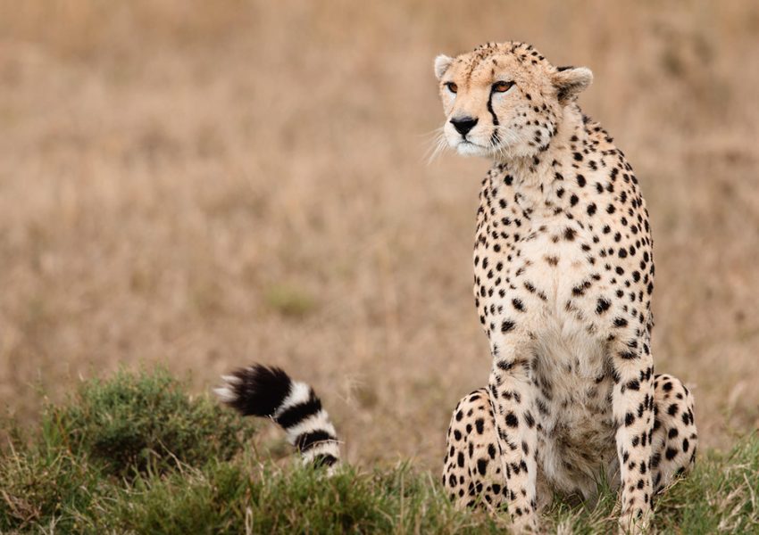 Cheetah resting in the Maasai Mara during a 3 Days Masai Mara Safari