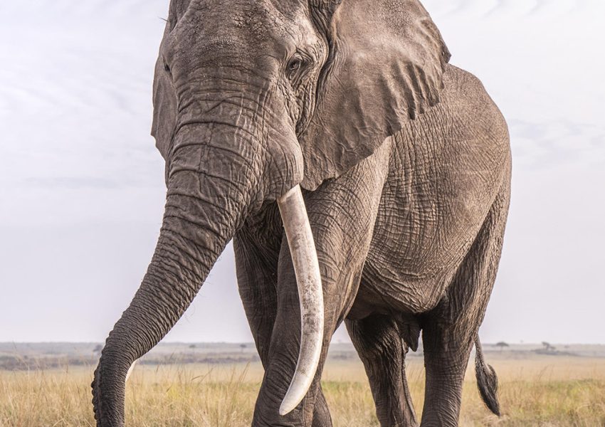 Elephant roaming in Maasai Mara National Reserve during an 8-Day Kenya and Tanzania Safari