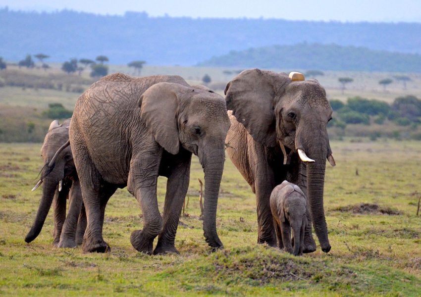 Herd of elephants in Kenya during a 10 Days Kenya Safari