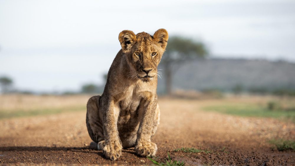 Lion cub resting during a 5 day Tanzania safari in the Serengeti National Park