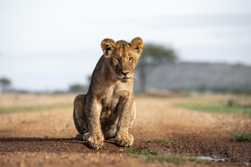 Lion cub resting during a 5 day Tanzania safari in the Serengeti National Park