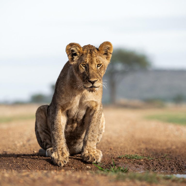 Lion cub resting during a 5 day Tanzania safari in the Serengeti National Park