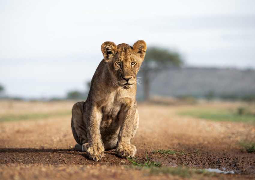 Lion cub resting during a 5 day Tanzania safari in the Serengeti National Park