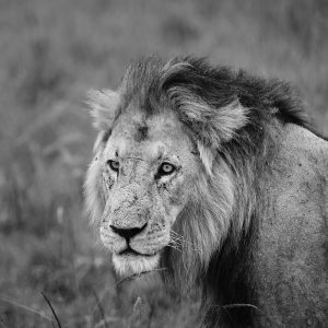 10 Days African Safari Kenya and Tanzania from Nairobi