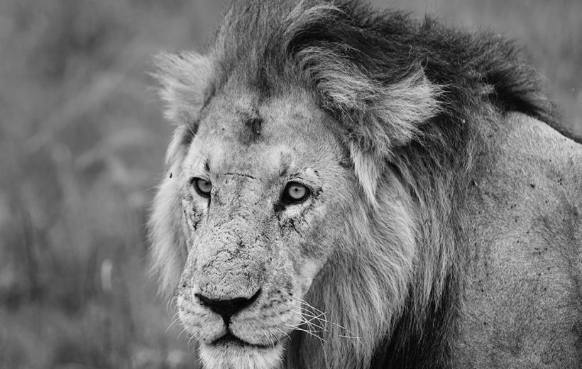 10 Days African Safari Kenya and Tanzania from Nairobi
