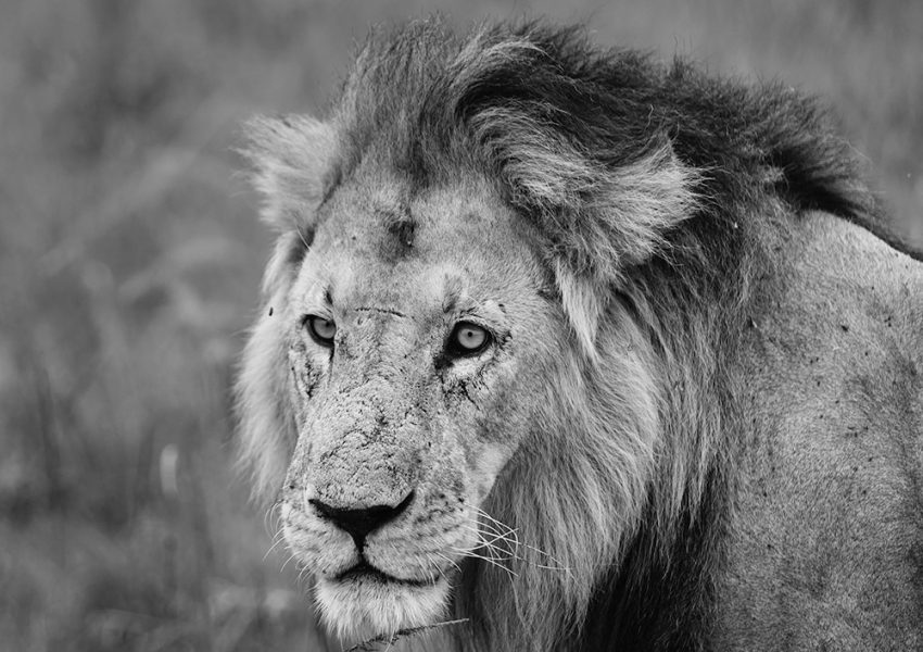 Lion resting in the savannah during a 10-Day African Safari Kenya and Tanzania, surrounded by wildlife and open plains.
