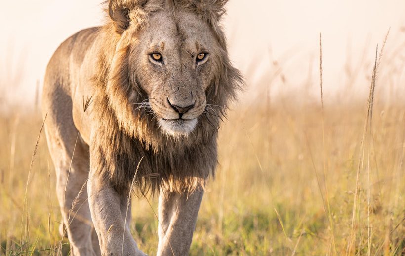 7 Days Maasai Mara, Serengeti & Ngorongoro Crater Safari