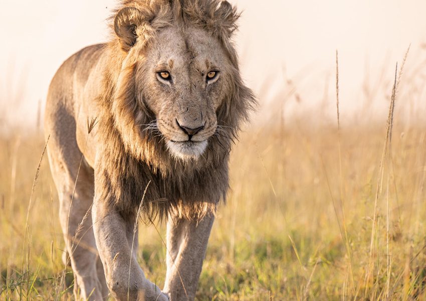 Lion walking across the Maasai Mara during a 7 Days Maasai Mara, Serengeti & Ngorongoro Crater Safari