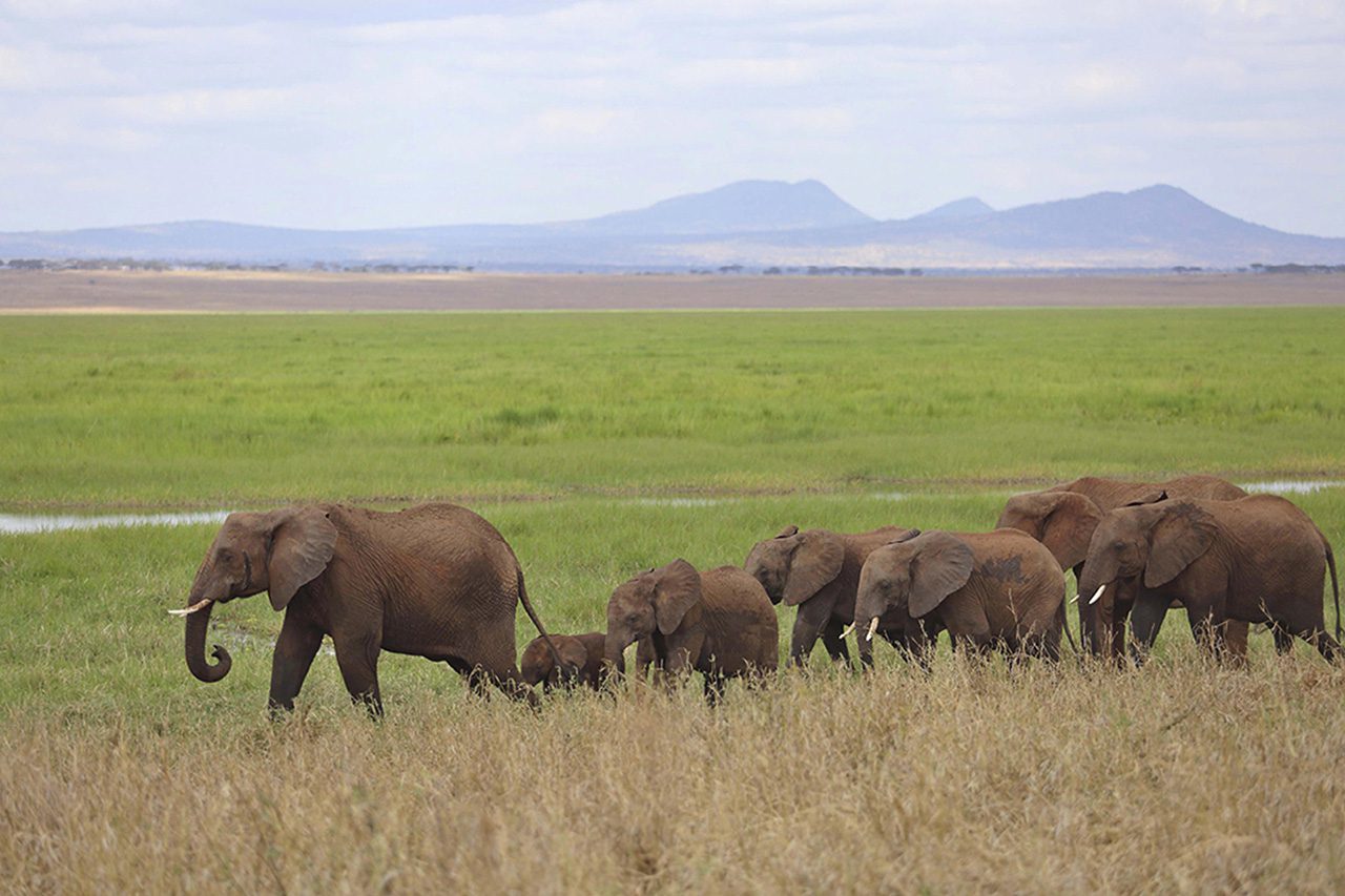 Oliver s Elephant herd