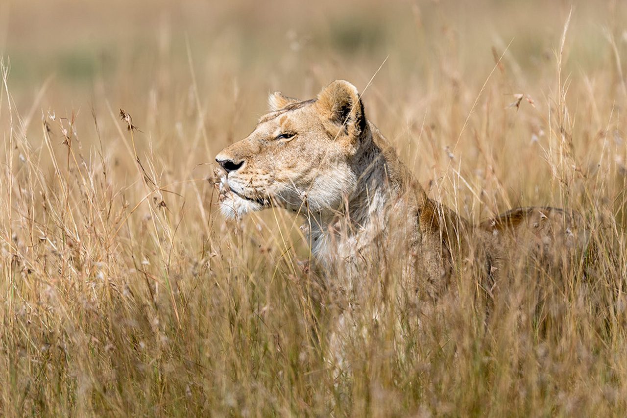 Sayari Lioness