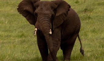 5-Day Tarangire Serengeti and Ngorongoro Crater Safari | Tanzania Tours Elephant roaming in Tarangire during 5-Day Tarangire Serengeti and Ngorongoro Crater Safari